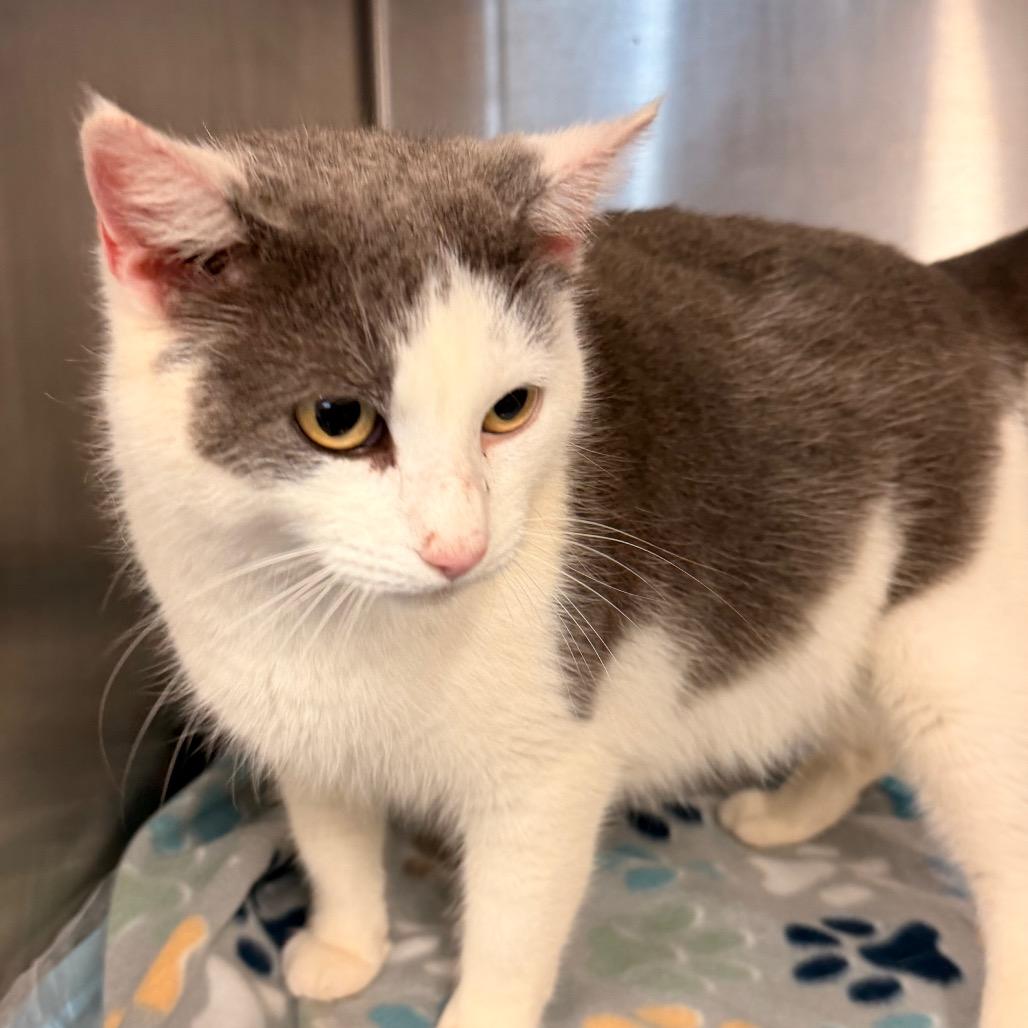 Cinderella, Adoptable, Adult Female Domestic Short Hair.