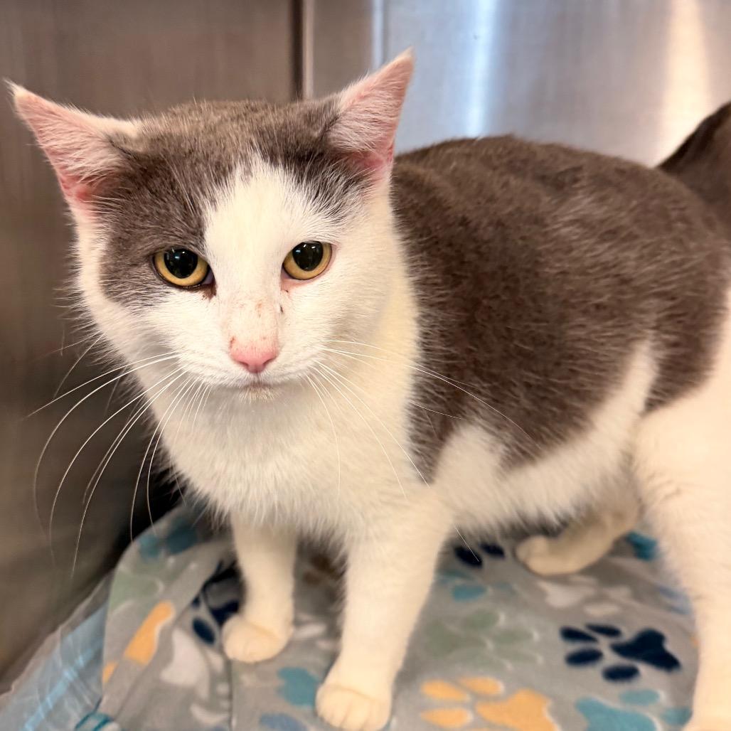 Cinderella, a Adoptable Domestic Short Hair in Evensville, TN image 2/6
