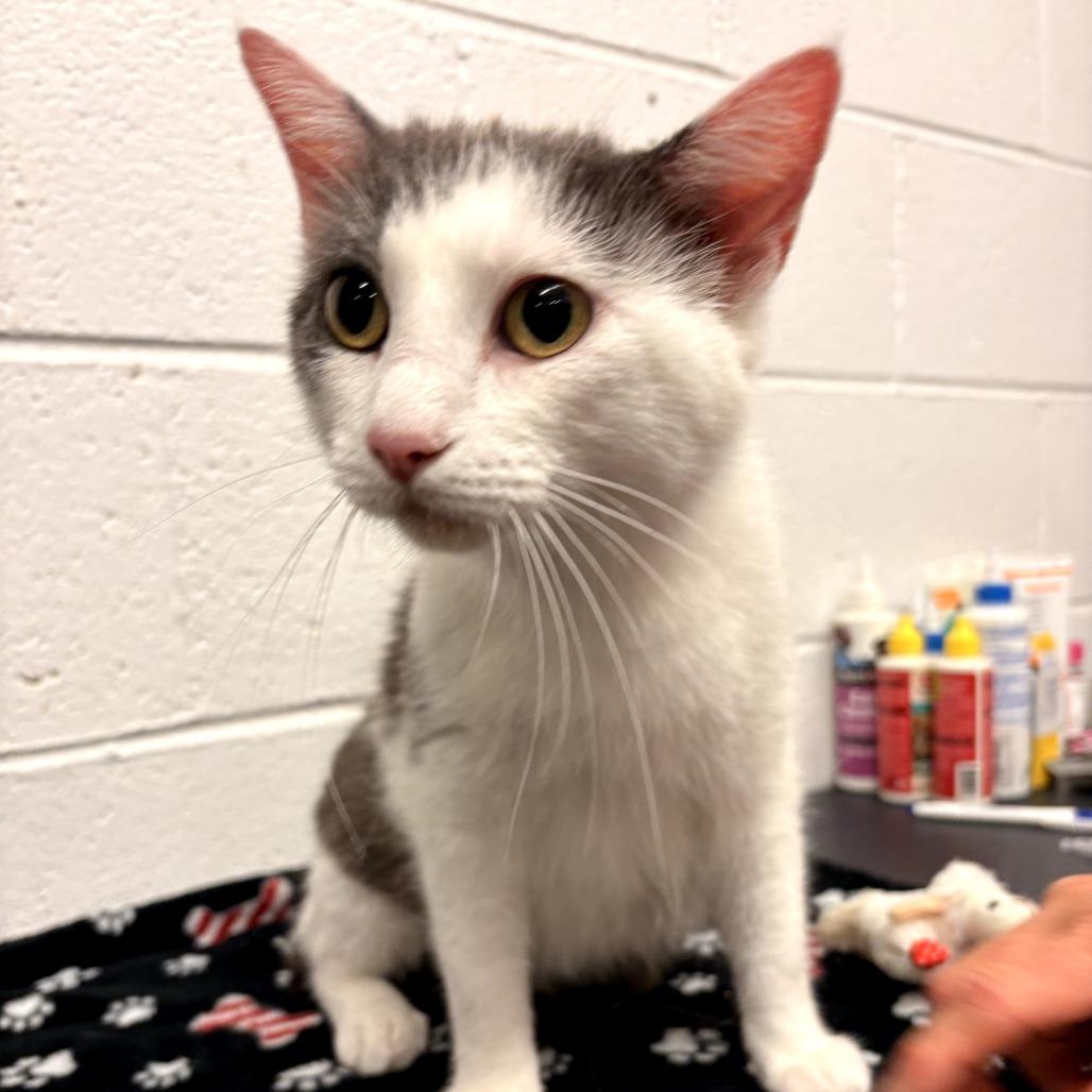 Cinderella, a Adoptable Domestic Short Hair in Evensville, TN image 3/6