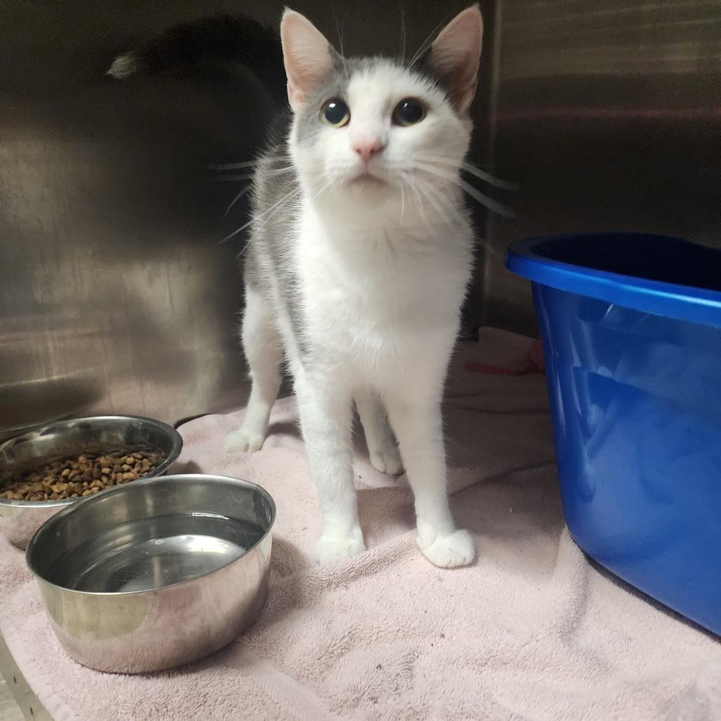 Cinderella, a Adoptable Domestic Short Hair in Evensville, TN image 4/6