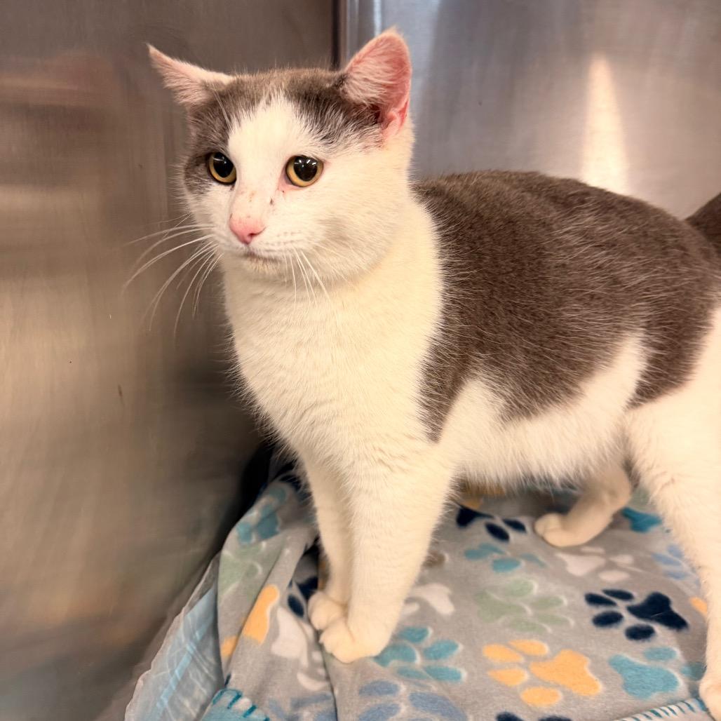 Cinderella, a Adoptable Domestic Short Hair in Evensville, TN image 5/6