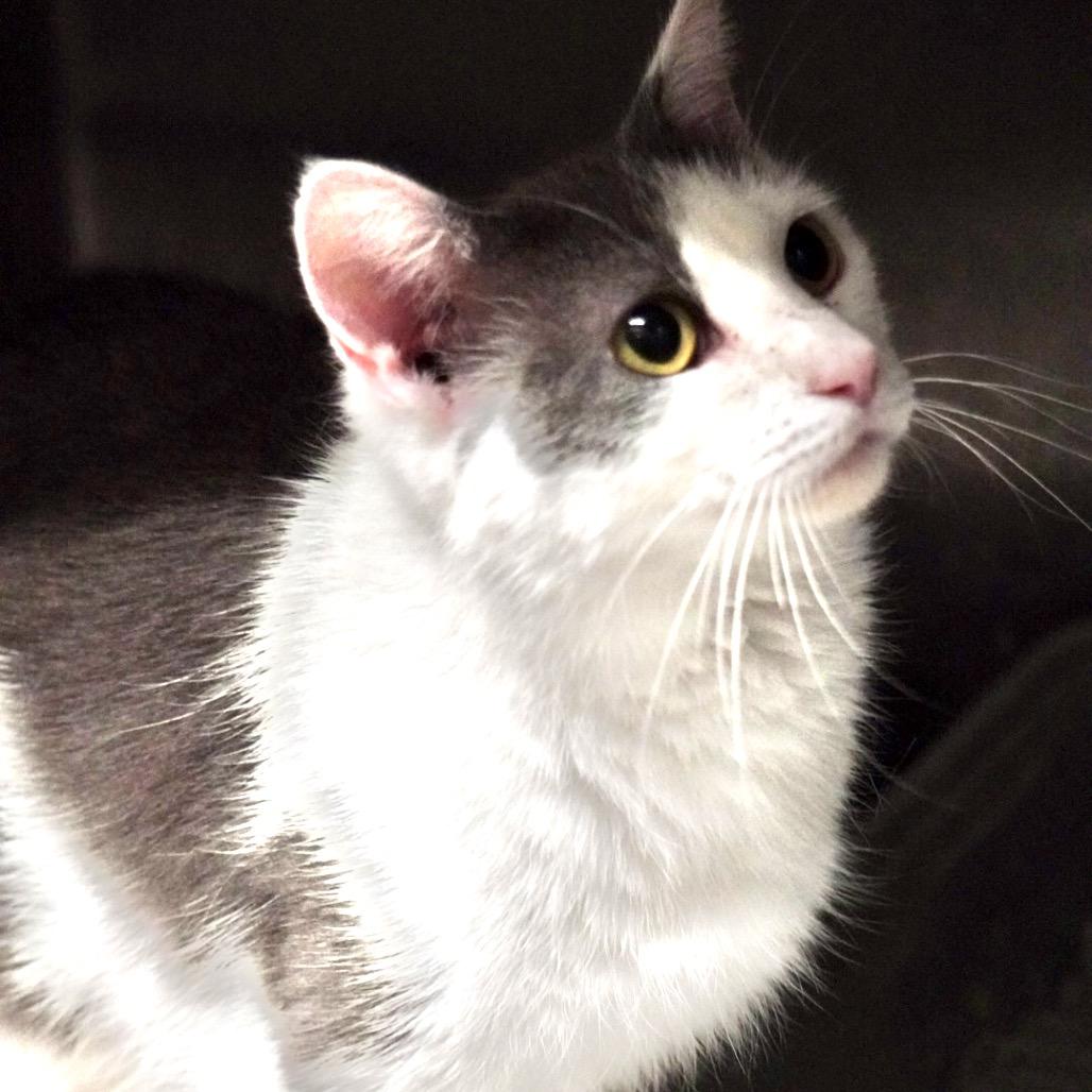 Cinderella, a Adoptable Domestic Short Hair in Evensville, TN image 6/6