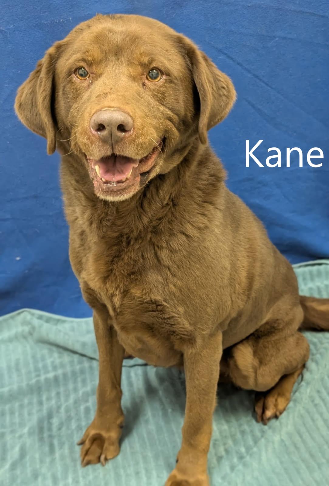 Enlarge Kane, an adopted mixed breed in Mount Vernon, OH image 1/1