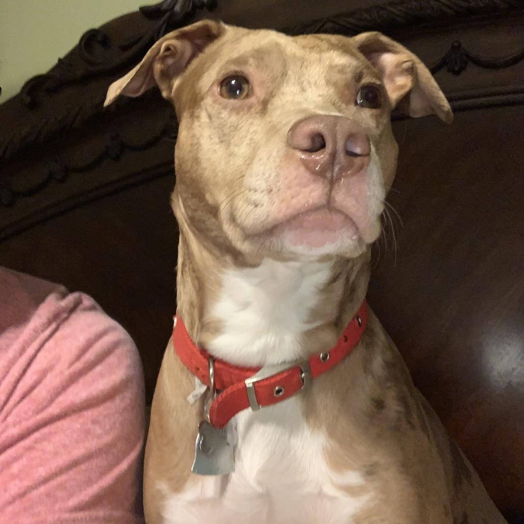 Enlarge Aloy*, a Adoptable mixed breed in Eureka Springs, AR image 1/6