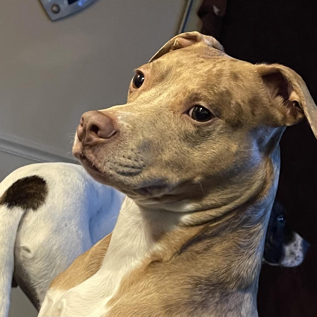 Enlarge Aloy*, a Adoptable mixed breed in Eureka Springs, AR image 2/6