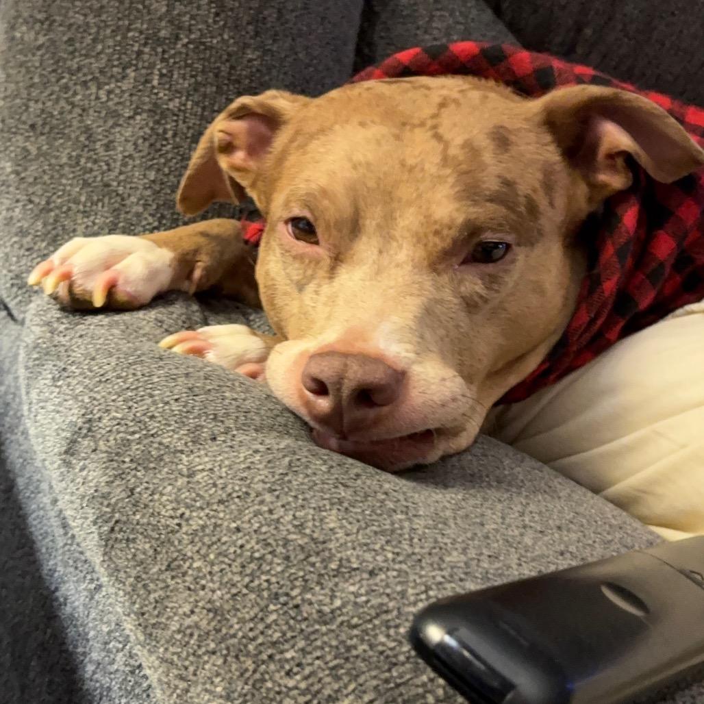 Enlarge Aloy*, a Adoptable mixed breed in Eureka Springs, AR image 3/6