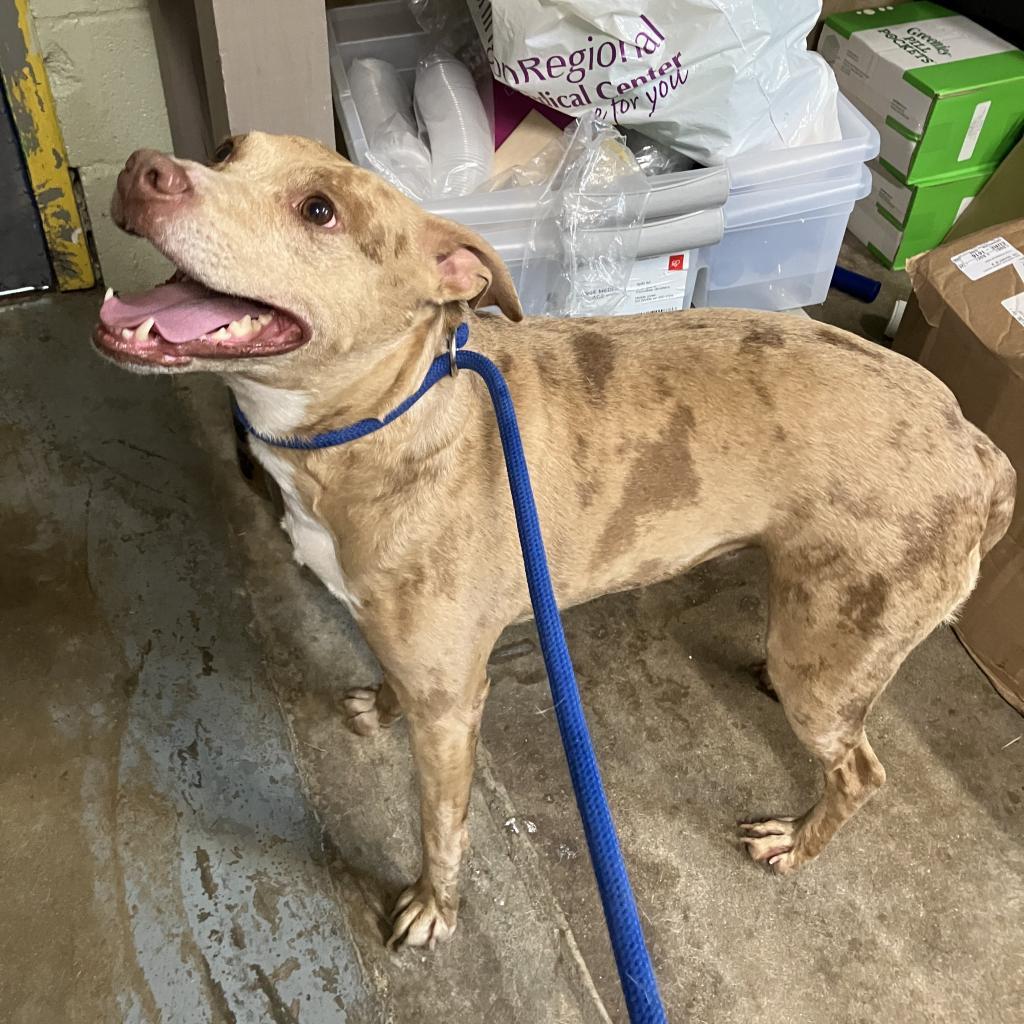 Enlarge Aloy*, a Adoptable mixed breed in Eureka Springs, AR image 4/6