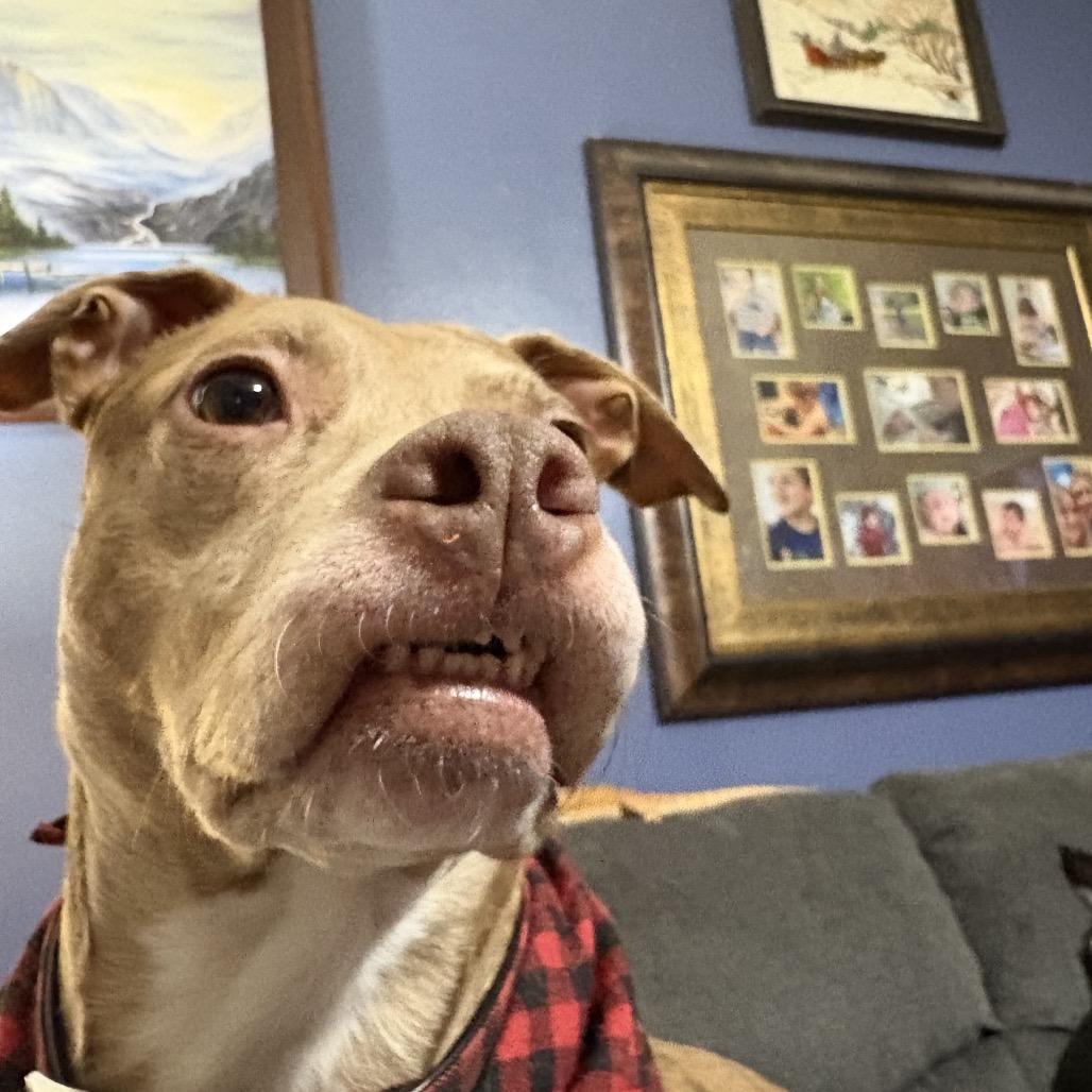 Enlarge Aloy*, a Adoptable mixed breed in Eureka Springs, AR image 5/6