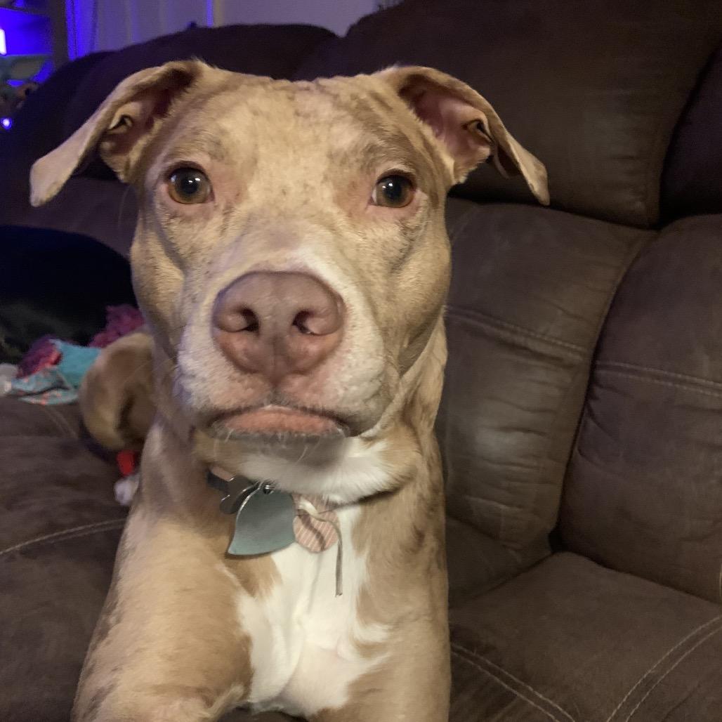 Enlarge Aloy*, a Adoptable mixed breed in Eureka Springs, AR image 6/6