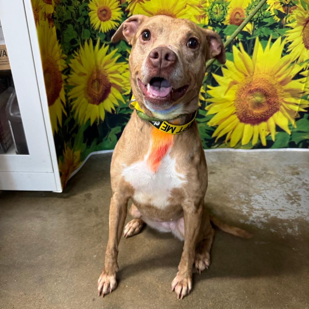 Enlarge Aloy, a Adoptable mixed breed in Eureka Springs, AR image 6/6