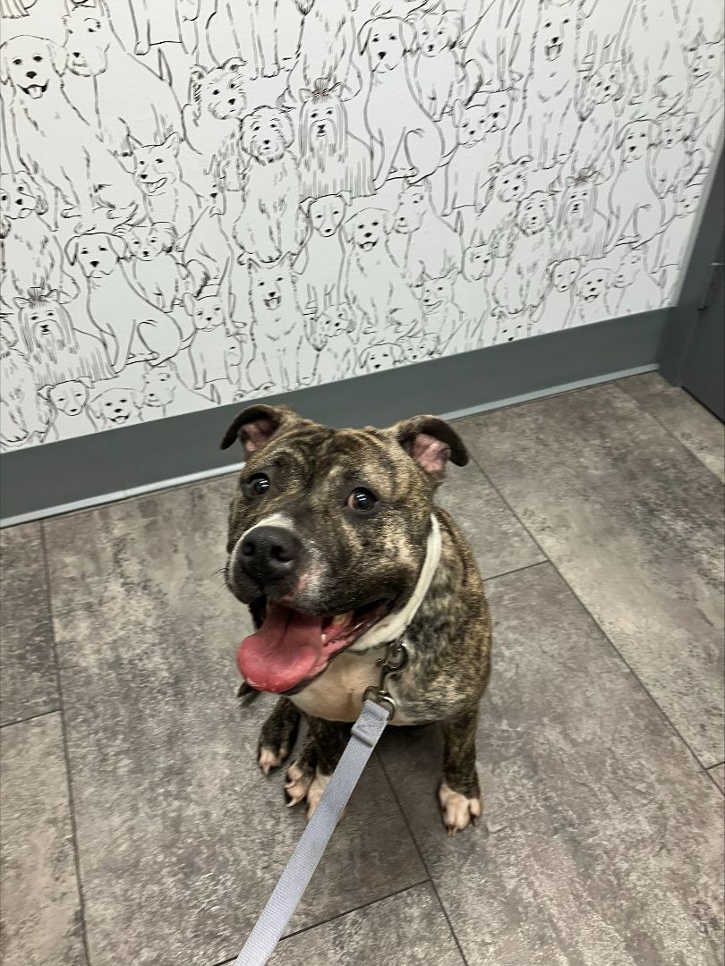 Marble, Adopted, Adult Female Pit Bull Terrier.