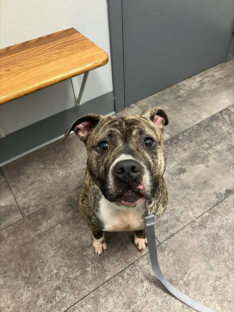 Enlarge Marble, a Adopted Pit Bull Terrier in Bethel, CT image 2/6