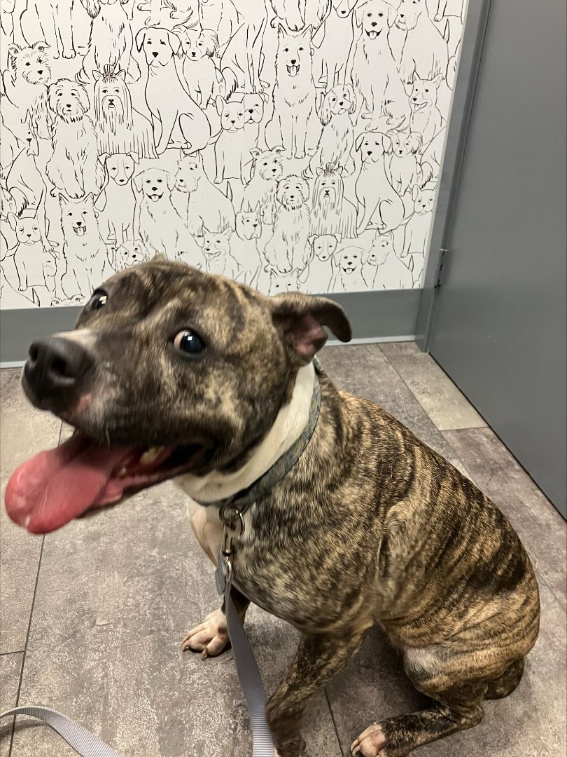 Enlarge Marble, a Adopted Pit Bull Terrier in Bethel, CT image 3/6