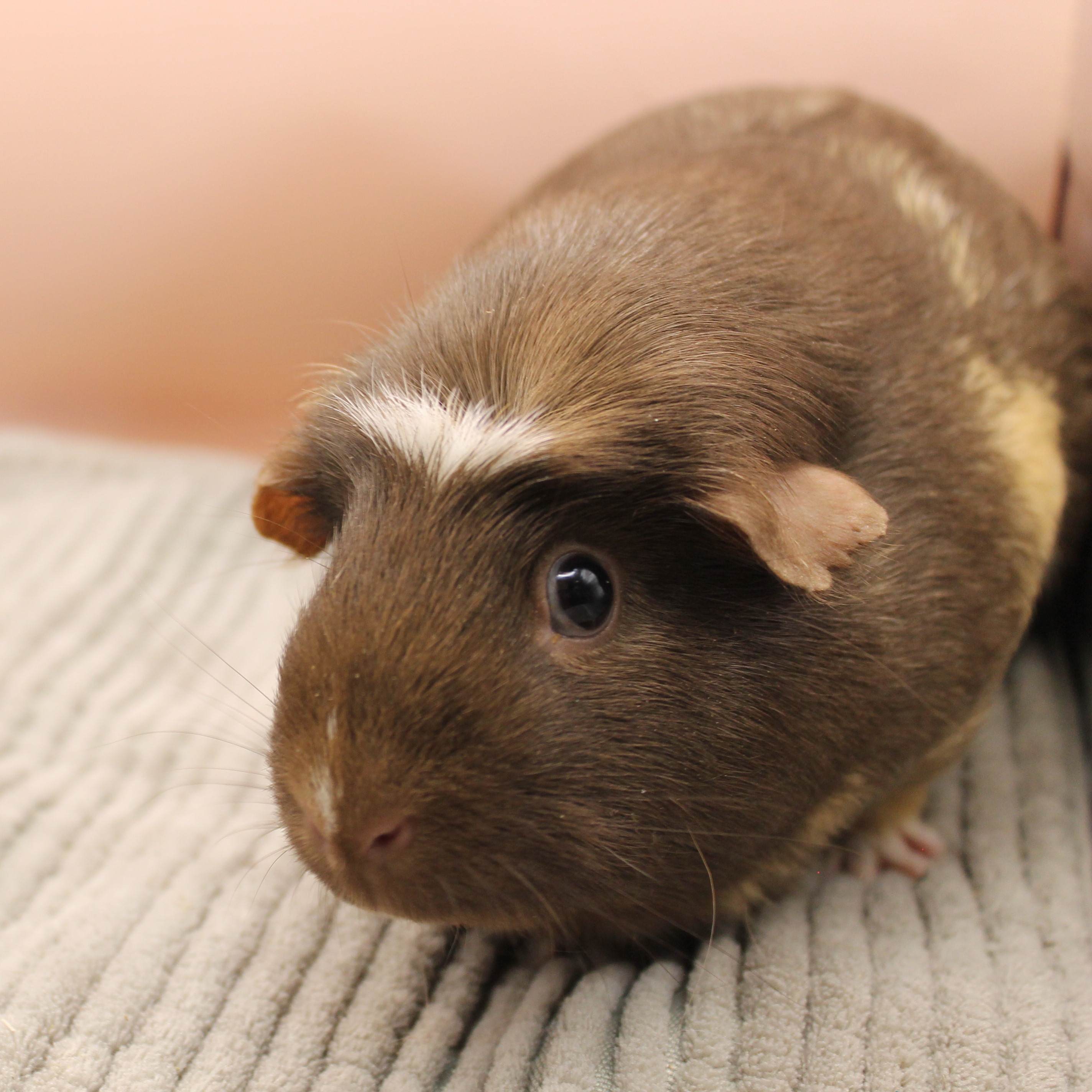 Marilyn Monroe, Adoptable, Young Female Short-Haired.