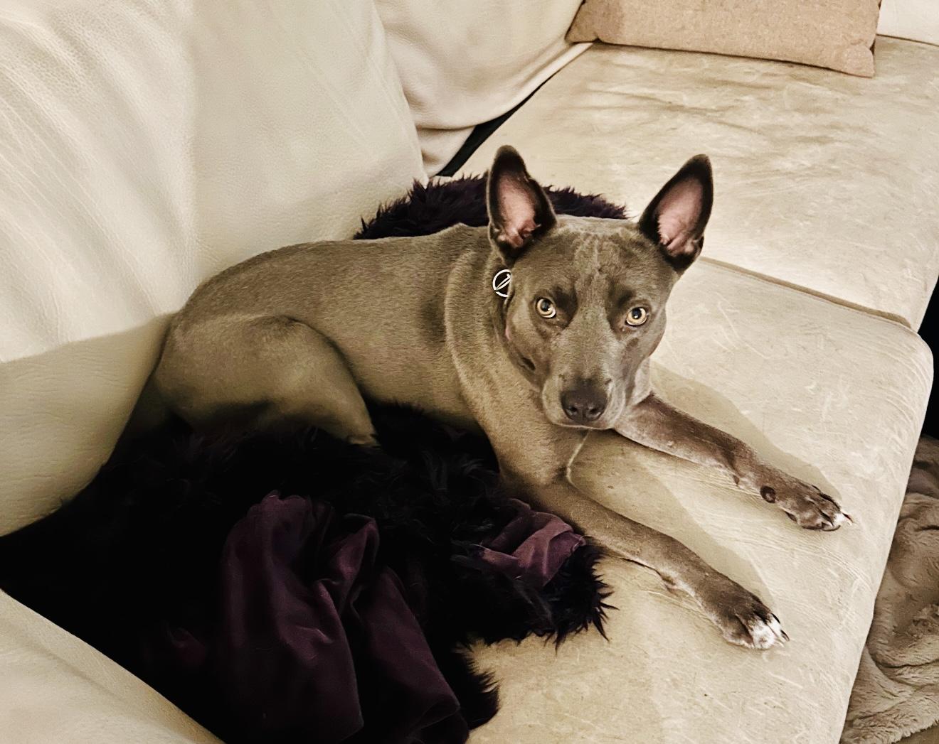 Enlarge Peeps - Urgently Seeking Her Forever Bestie!, an adoptable mixed breed in Boca Raton, FL image 4/6