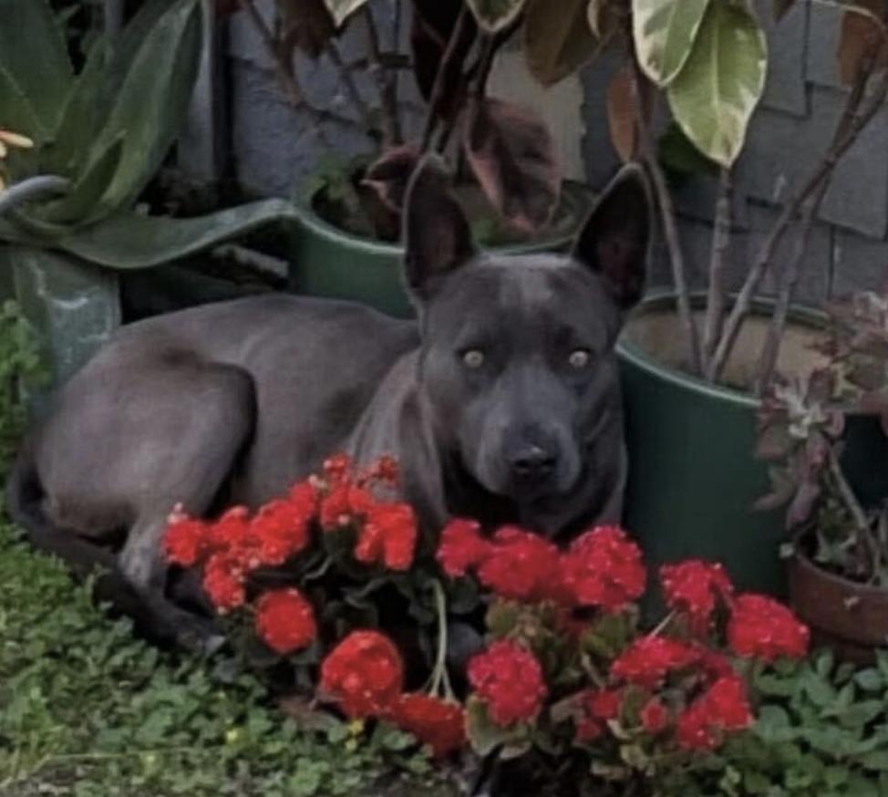 Peeps - Urgently Seeking Her Forever Bestie!, adoptable, Adult Female Mixed Breed.