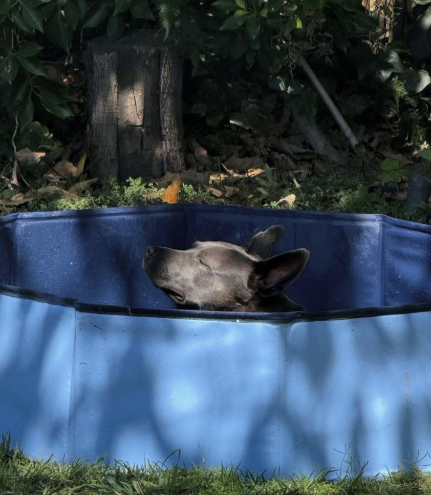 Enlarge Peeps - Urgently Seeking Her Forever Bestie!, an adoptable mixed breed in Boca Raton, FL image 6/6