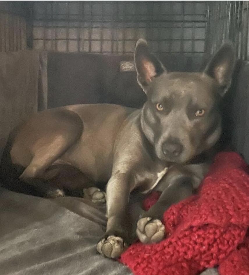 Enlarge Peeps - Urgently Seeking Her Forever Bestie!, an adoptable mixed breed in Boca Raton, FL image 2/6