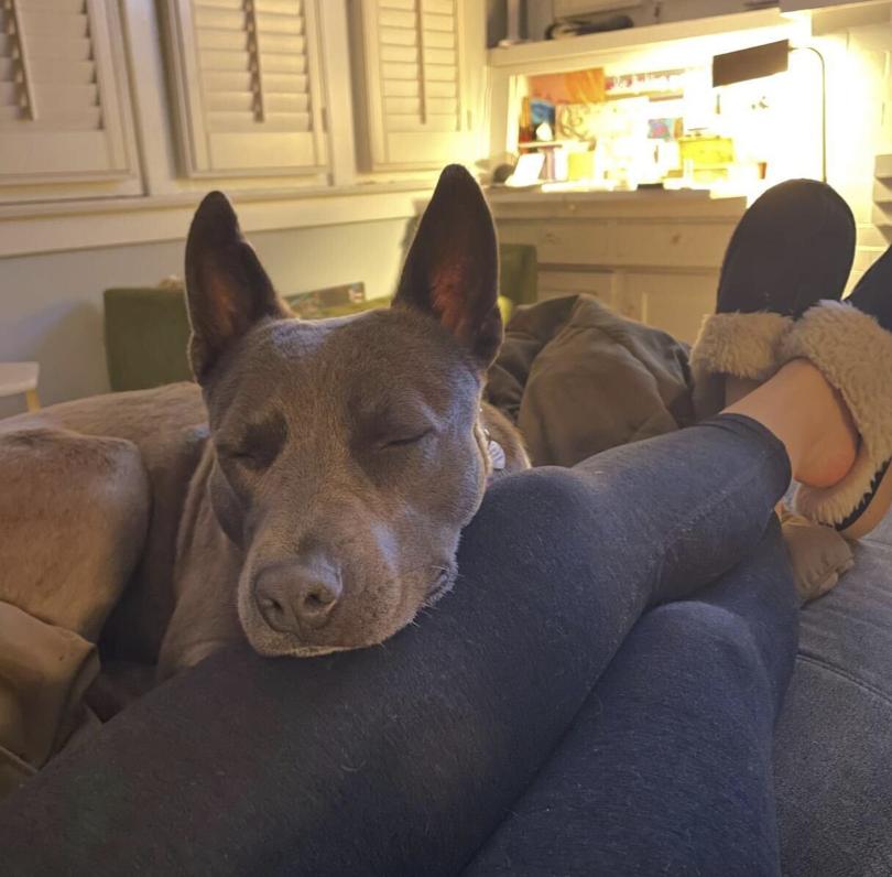 Enlarge Peeps - Urgently Seeking Her Forever Bestie!, an adoptable mixed breed in Boca Raton, FL image 3/6