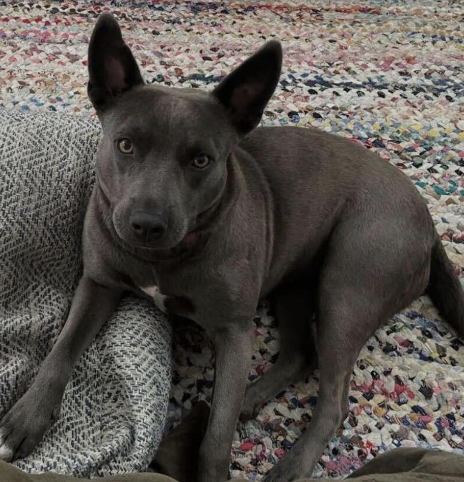 Enlarge Peeps - Urgently Seeking Her Forever Bestie!, an adoptable mixed breed in Boca Raton, FL image 5/6