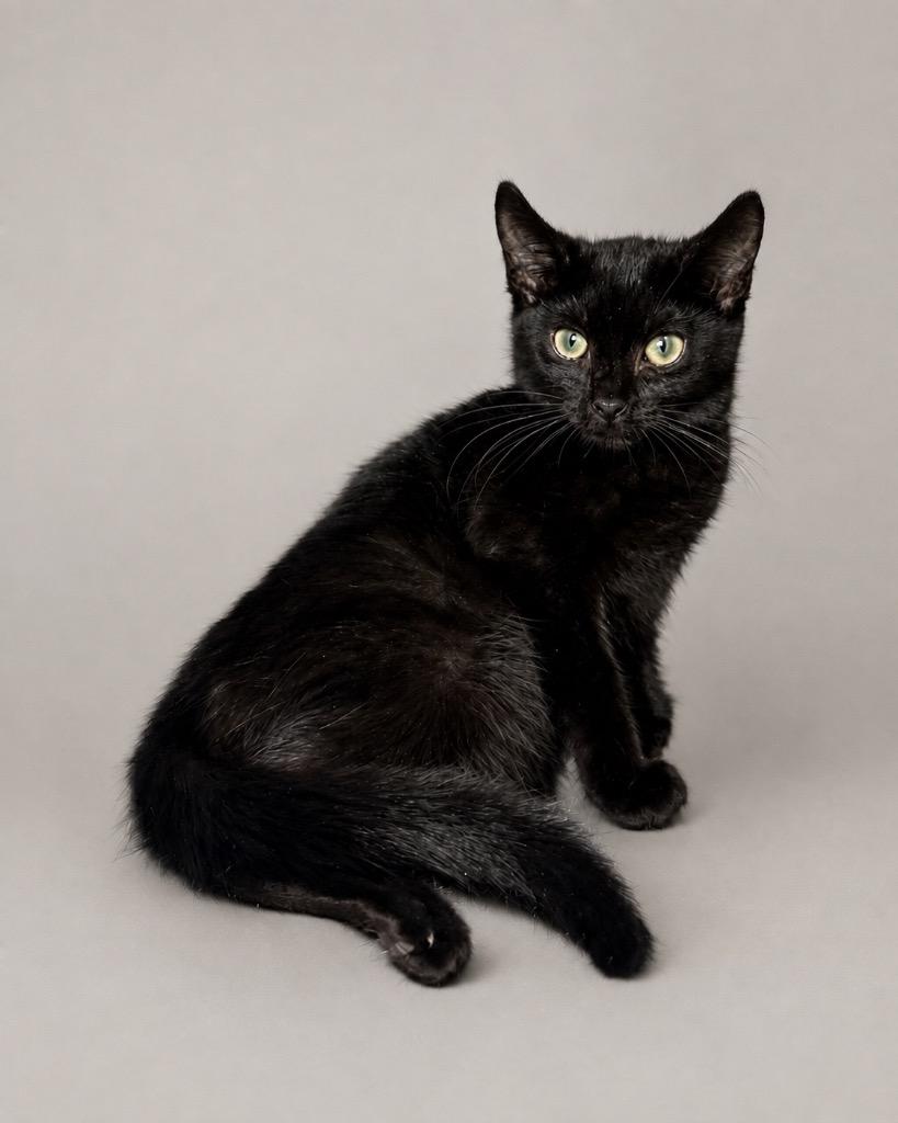 Tom Kitten, Adoptable, Kitten Male Domestic Short Hair.