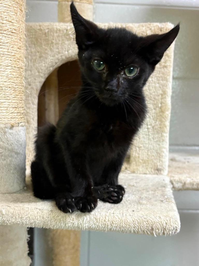 Enlarge Tom Kitten, a Adoptable mixed breed in Tifton, GA image 2/6