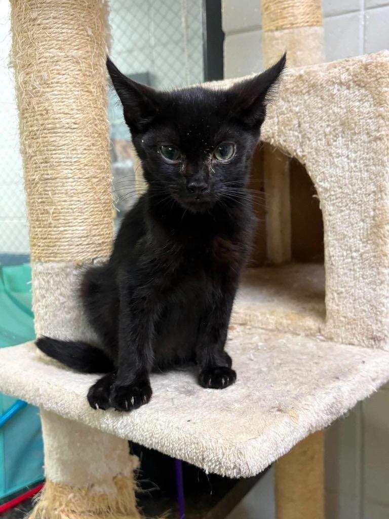 Enlarge Tom Kitten, a Adoptable mixed breed in Tifton, GA image 3/6
