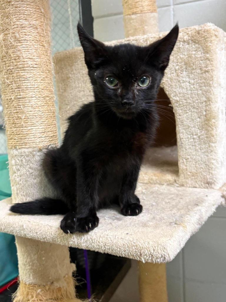 Enlarge Tom Kitten, a Adoptable mixed breed in Tifton, GA image 4/6