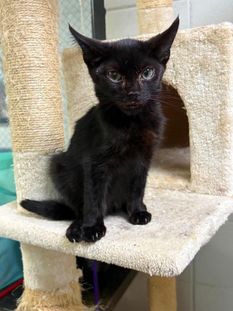 Enlarge Tom Kitten, a Adoptable mixed breed in Tifton, GA image 5/6