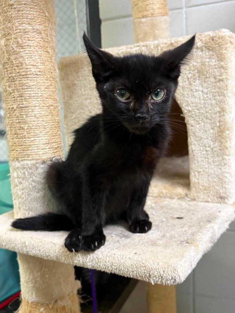 Enlarge Tom Kitten, a Adoptable mixed breed in Tifton, GA image 6/6
