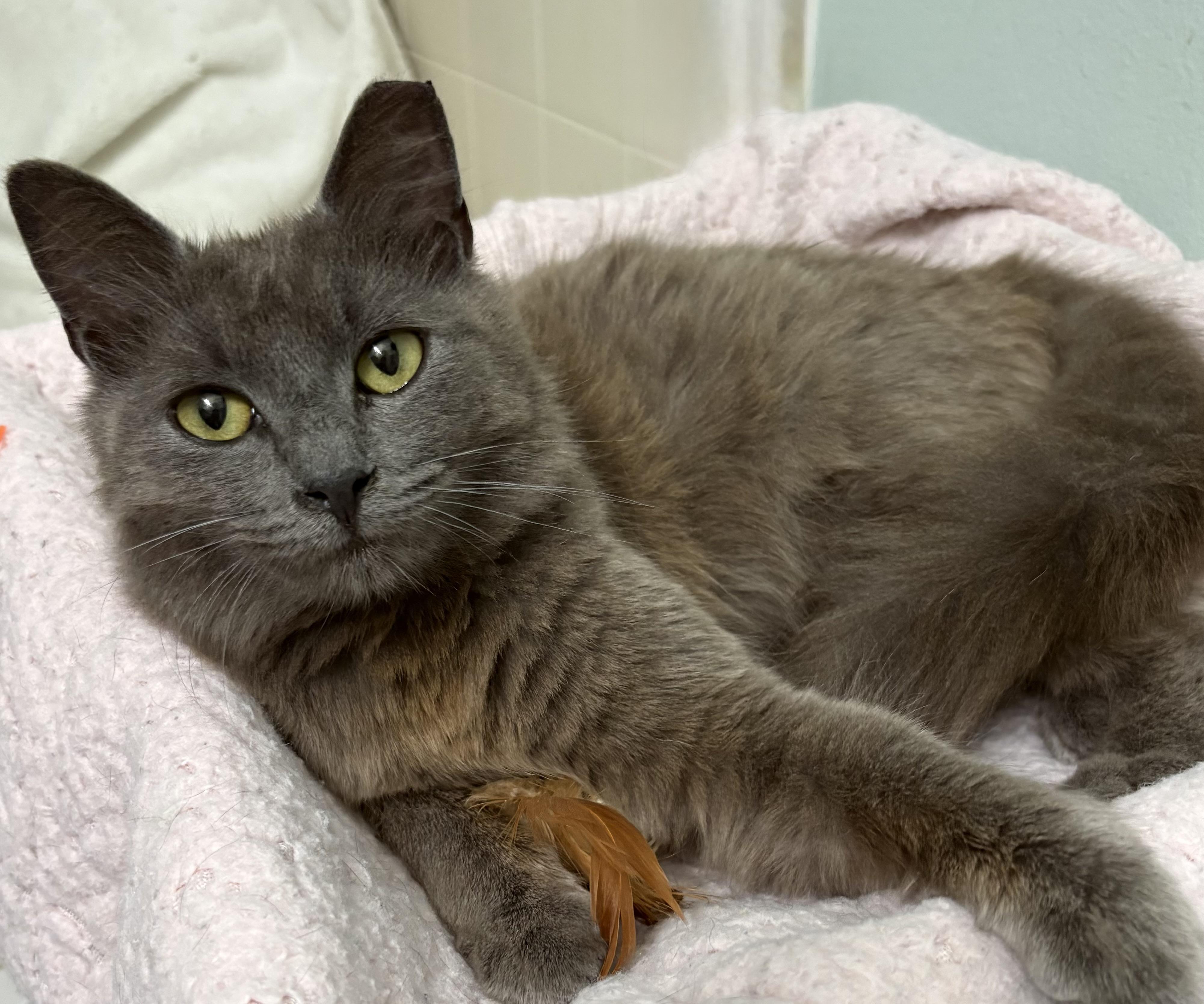 Enlarge Ghost, a ADOPTABLE mixed breed in Brooksville, FL image 5/6
