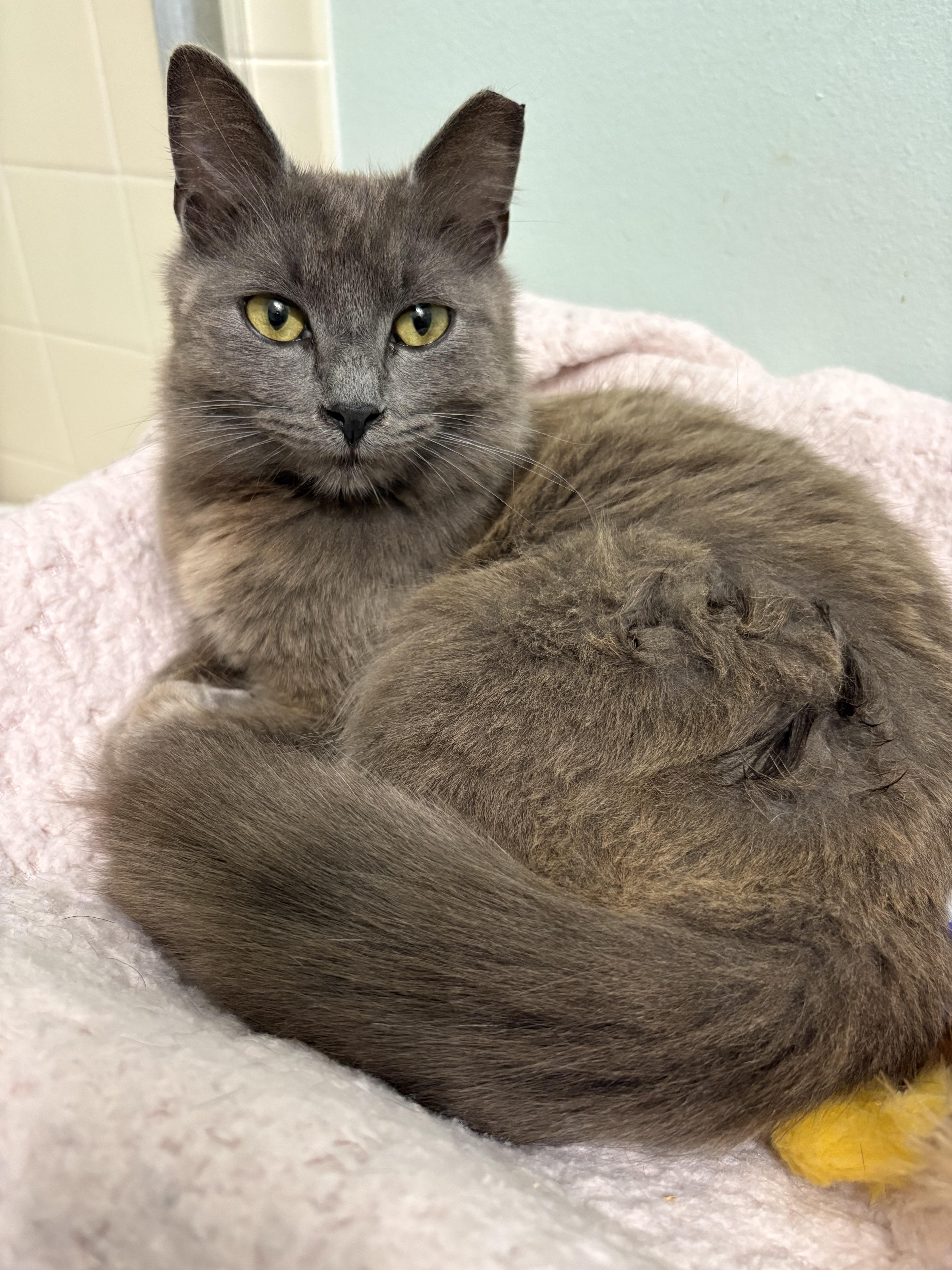 Enlarge Ghost, a ADOPTABLE mixed breed in Brooksville, FL image 6/6