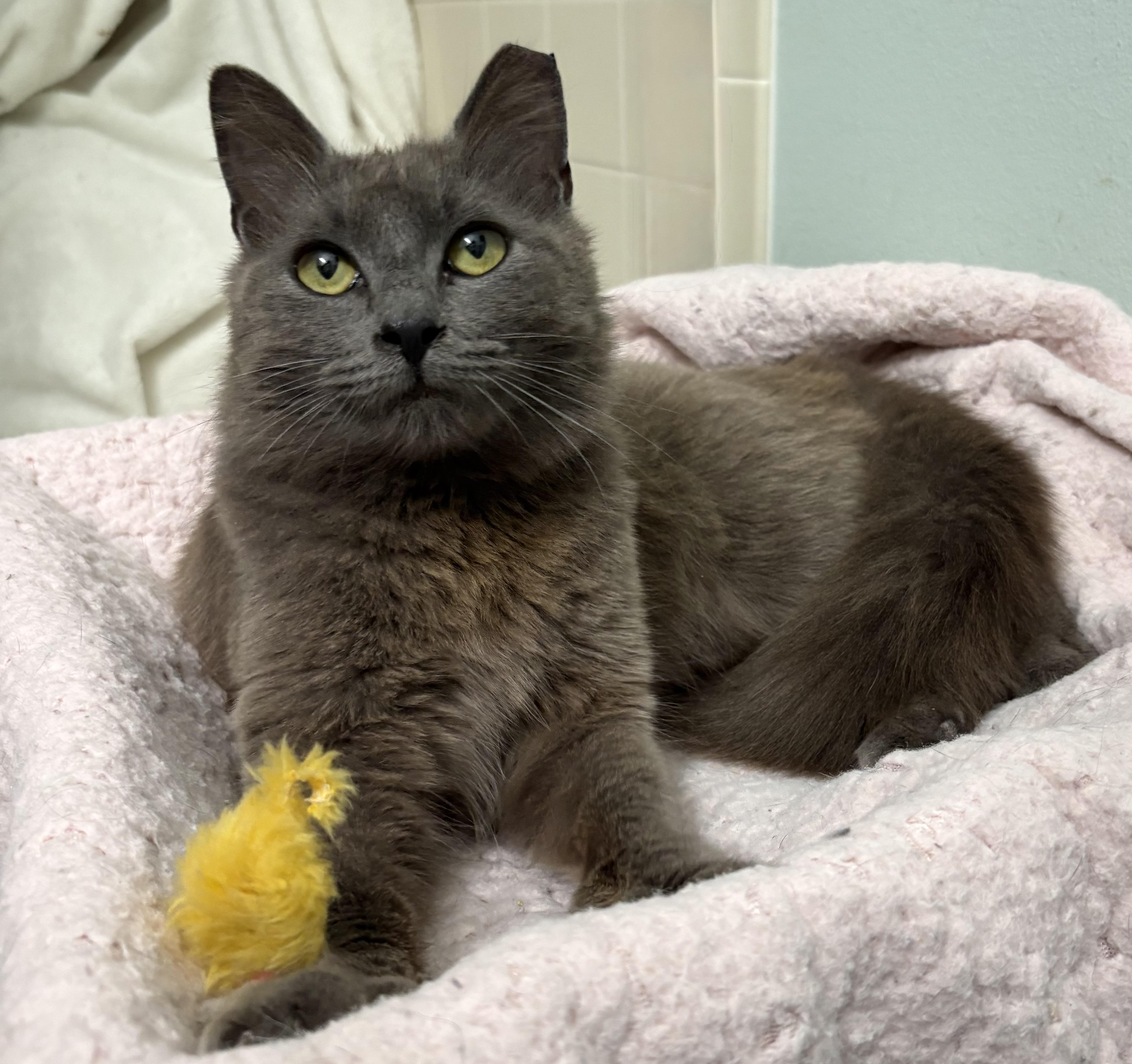 Ghost, ADOPTABLE, Young Female Domestic Long Hair & Russian Blue.