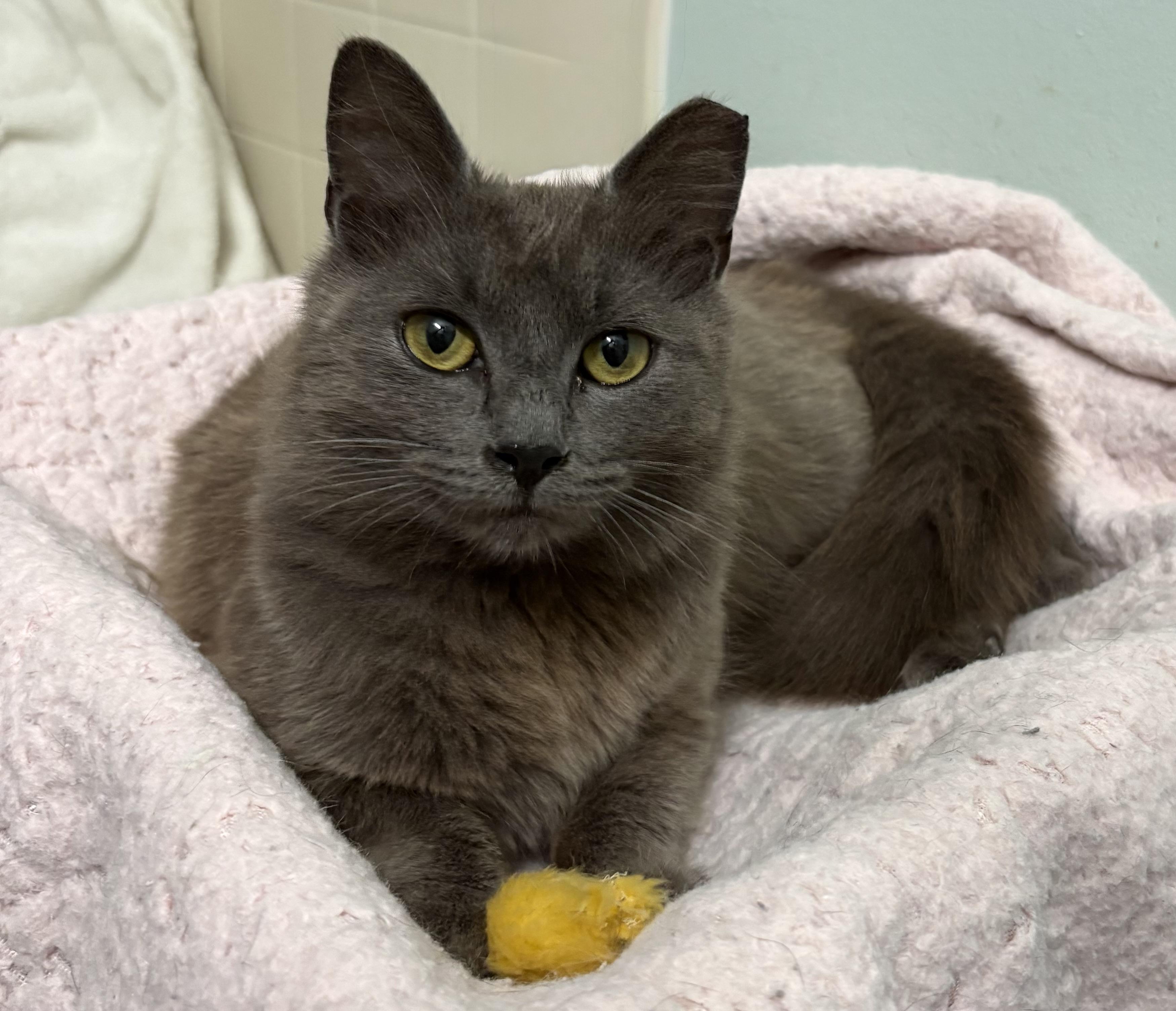 Enlarge Ghost, a ADOPTABLE mixed breed in Brooksville, FL image 2/6