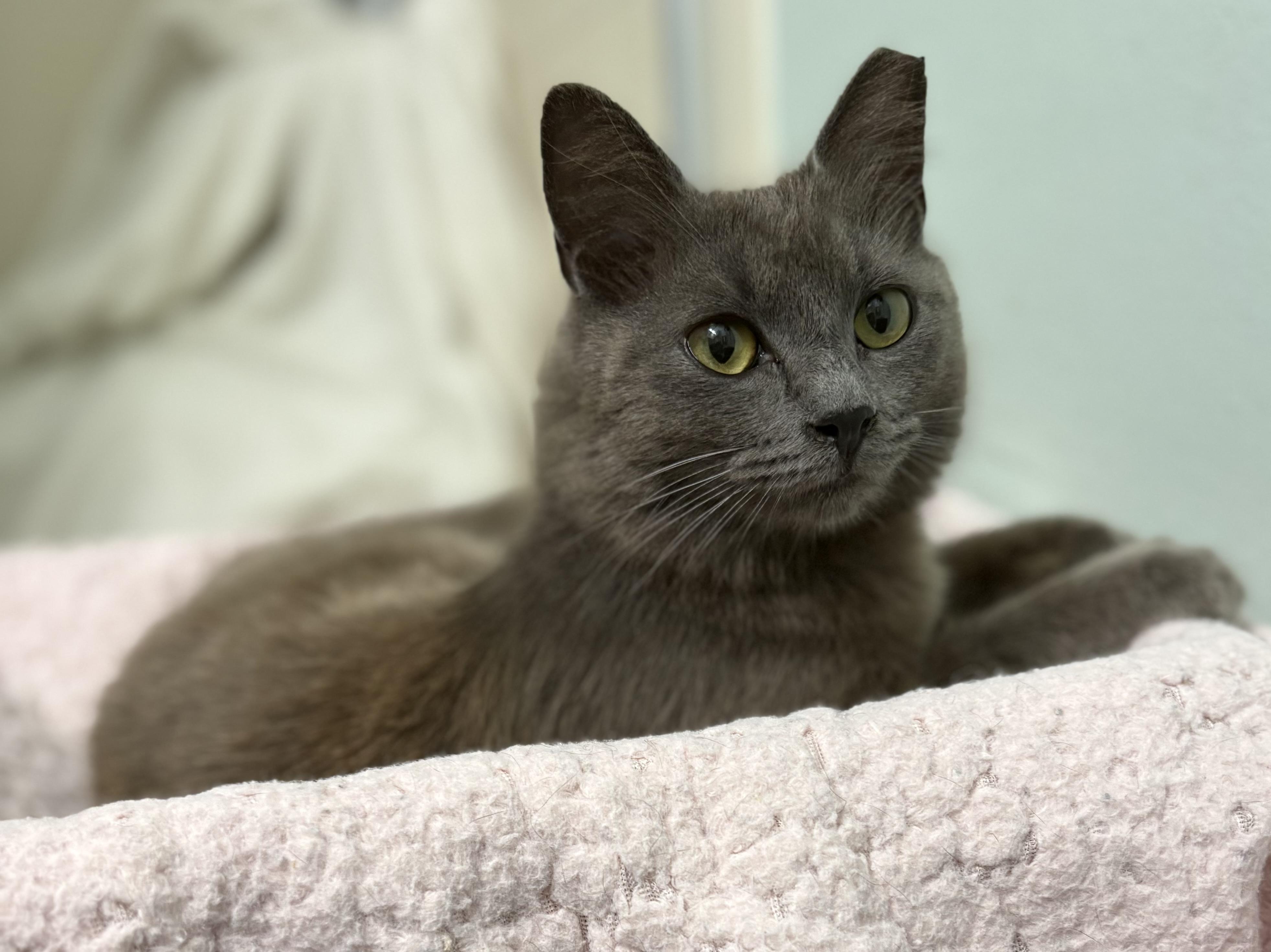 Enlarge Ghost, a ADOPTABLE mixed breed in Brooksville, FL image 4/6