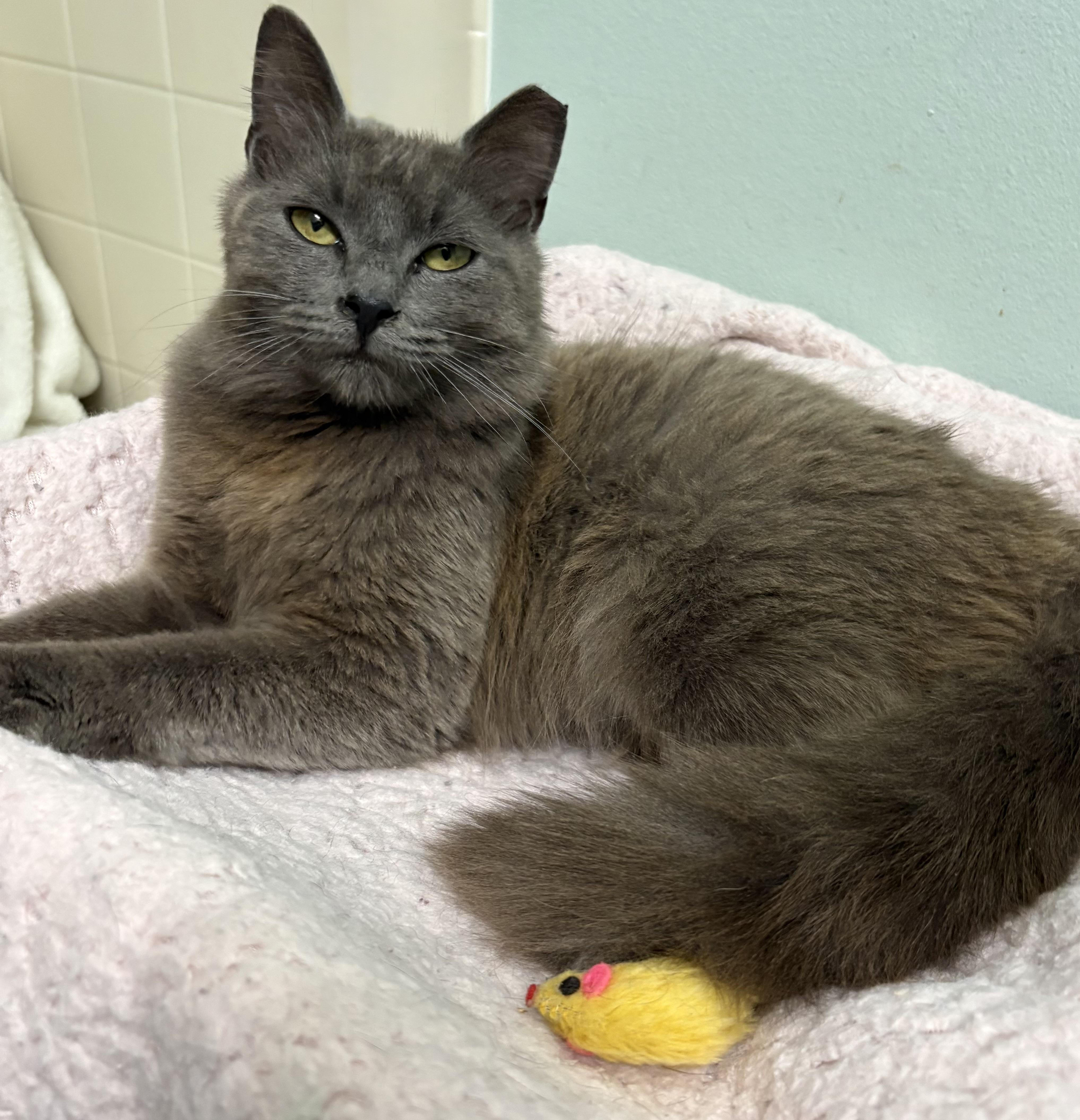 Enlarge Ghost, a ADOPTABLE mixed breed in Brooksville, FL image 3/6