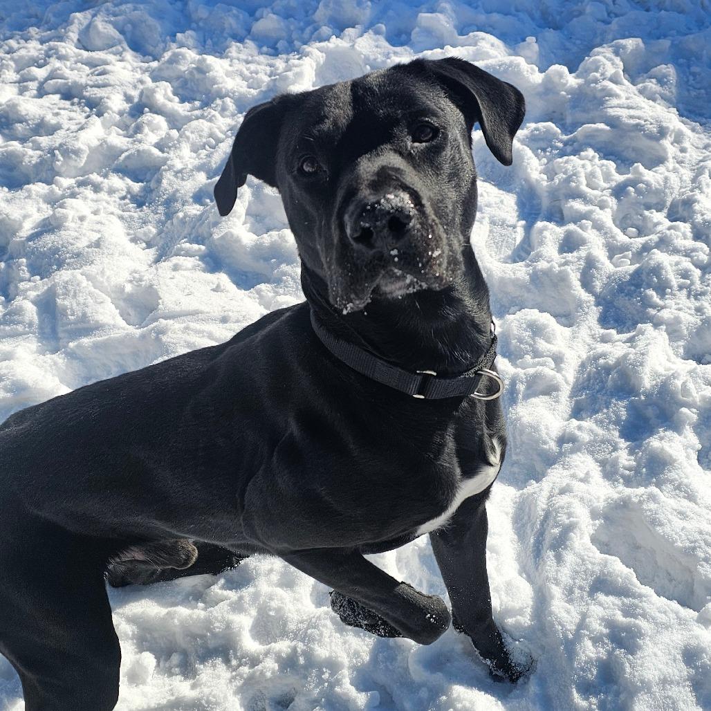 Enlarge Guinness, a Adoptable Black Labrador Retriever in Concord, NH image 1/3
