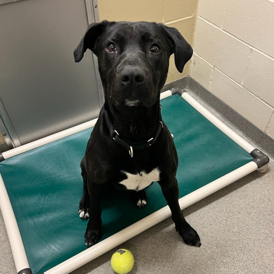 Enlarge Guinness, a Adoptable Black Labrador Retriever in Concord, NH image 2/3