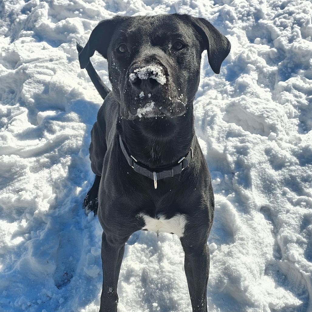 Enlarge Guinness, a Adoptable Black Labrador Retriever in Concord, NH image 3/3