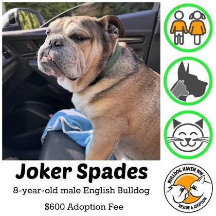Enlarge JOKER SPADES, a Adoptable English Bulldog in Bonney Lake, WA image 1/3