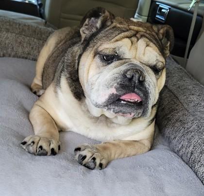 JOKER SPADES, a Adoptable English Bulldog image 3/4