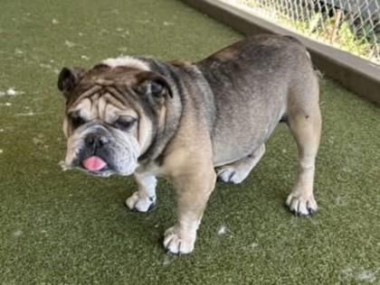 JOKER SPADES, a Adoptable English Bulldog image 4/4