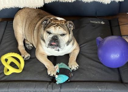 Enlarge JOKER SPADES, a Adoptable English Bulldog in Bonney Lake, WA image 3/3