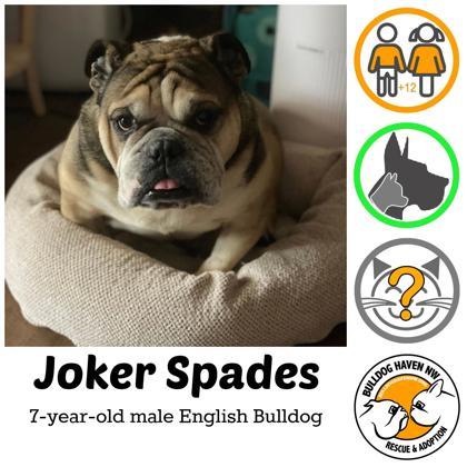JOKER SPADES, Adoptable, Adult Male English Bulldog.