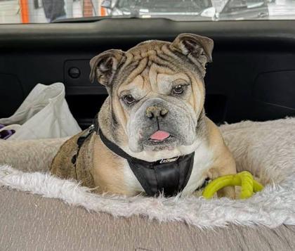 Enlarge JOKER SPADES, a Adoptable English Bulldog in Bonney Lake, WA image 2/3