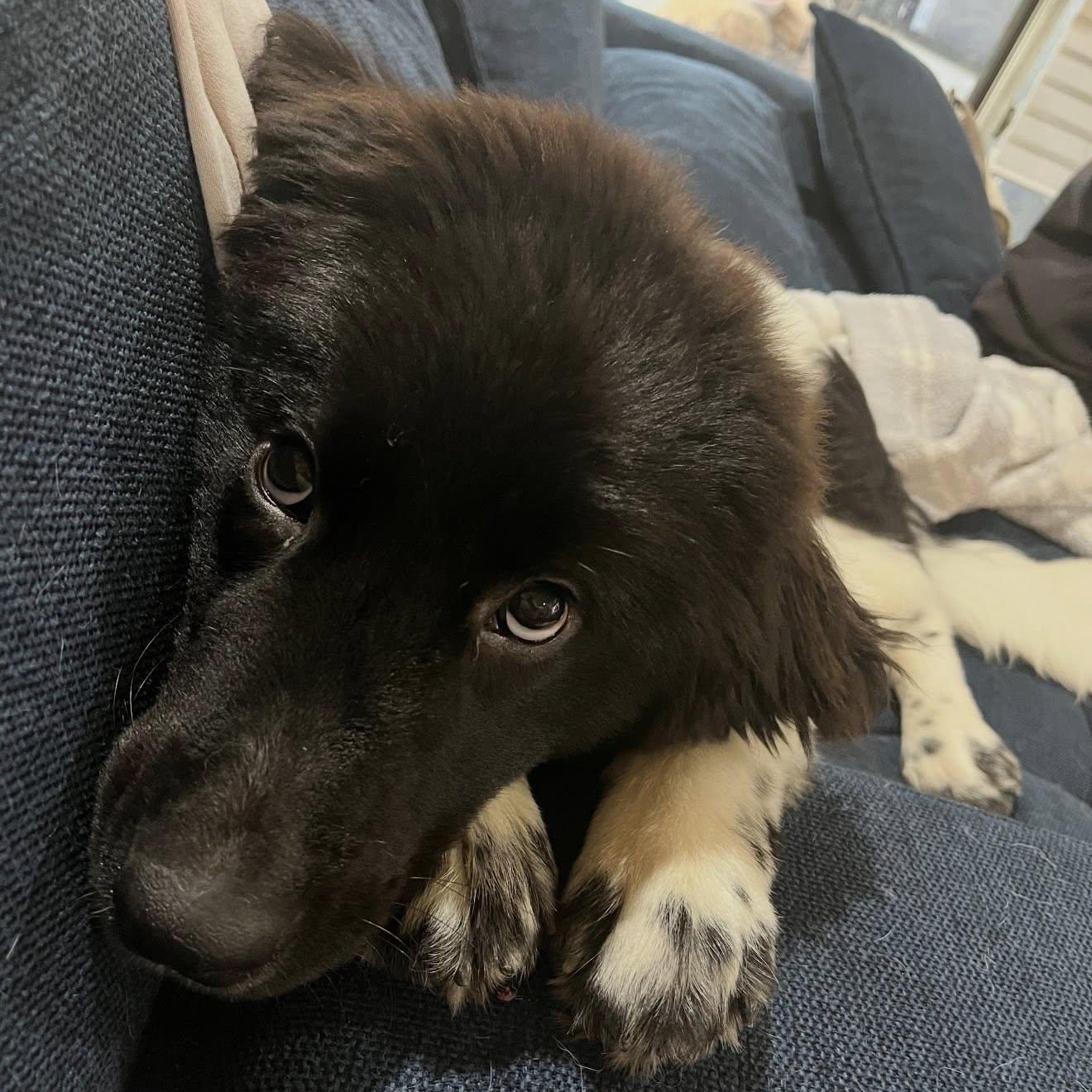 Enlarge Gonzo, an adopted mixed breed in Dallas, TX image 3/6