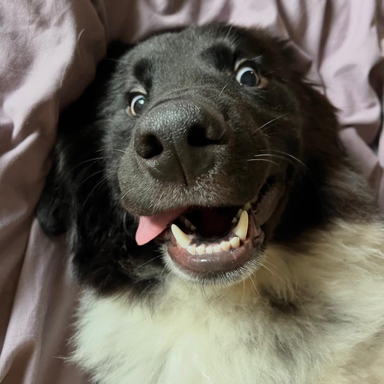 Enlarge Gonzo, an adopted mixed breed in Dallas, TX image 2/6