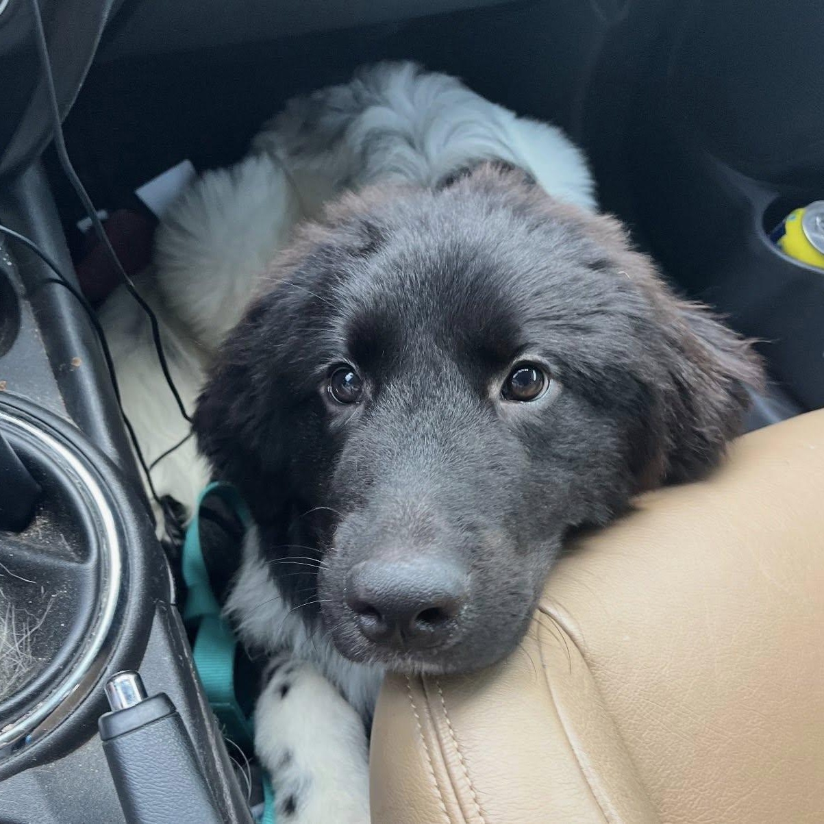 Enlarge Gonzo, an adopted mixed breed in Dallas, TX image 6/6