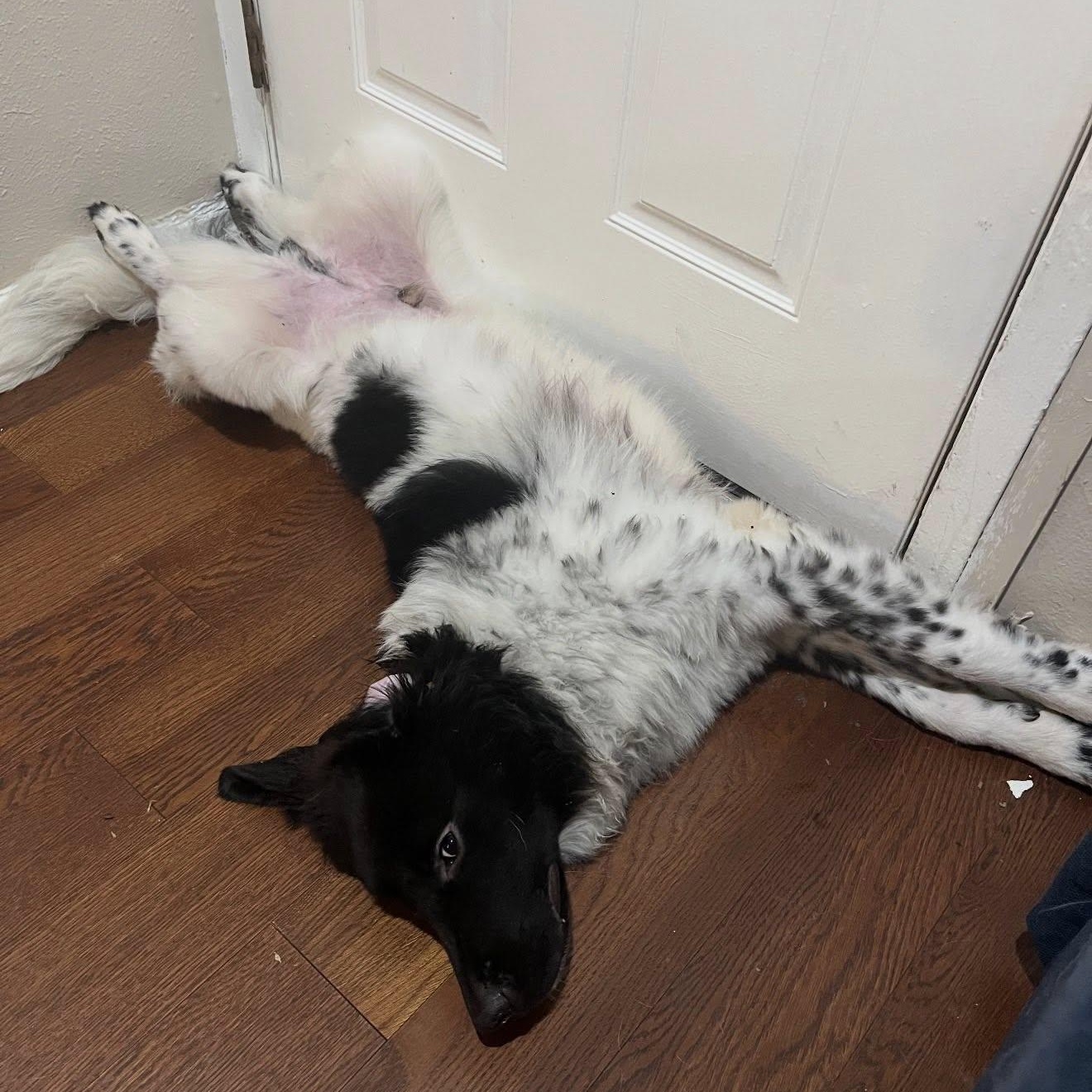 Enlarge Gonzo, an adopted mixed breed in Dallas, TX image 5/6