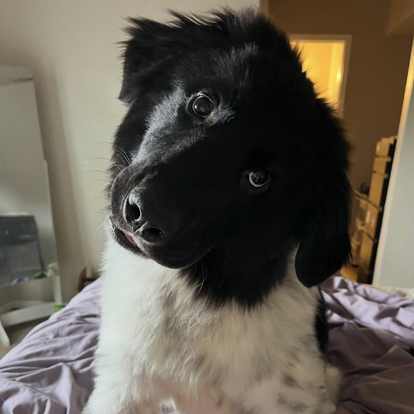 Enlarge Gonzo, an adopted mixed breed in Dallas, TX image 4/6